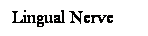 Cuadro de texto: Lingual Nerve
