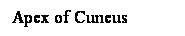 Cuadro de texto: Apex of Cuneus
