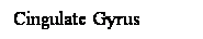Cuadro de texto: Cingulate Gyrus
