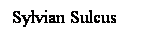 Cuadro de texto: Sylvian Sulcus
