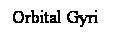 Cuadro de texto: Orbital Gyri
