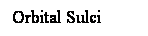 Cuadro de texto: Orbital Sulci
