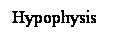 Cuadro de texto: Hypophysis
