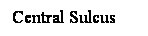 Cuadro de texto: Central Sulcus
