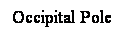 Cuadro de texto: Occipital Pole
