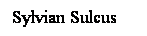 Cuadro de texto: Sylvian Sulcus

