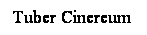 Cuadro de texto: Tuber Cinereum
