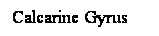 Cuadro de texto: Calcarine Gyrus
