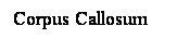 Cuadro de texto: Corpus Callosum
