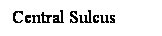 Cuadro de texto: Central Sulcus
