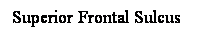 Cuadro de texto: Superior Frontal Sulcus
