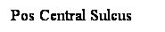 Cuadro de texto: Pos Central Sulcus

