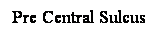 Cuadro de texto: Pre Central Sulcus
