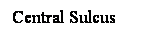 Cuadro de texto: Central Sulcus
