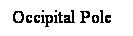 Cuadro de texto: Occipital Pole
