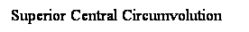 Cuadro de texto: Superior Central Circumvolution
