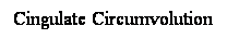 Cuadro de texto: Cingulate Circumvolution
