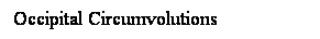 Cuadro de texto: Occipital Circumvolutions
