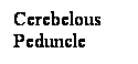 Cuadro de texto: Cerebelous Peduncle
