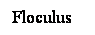 Cuadro de texto: Floculus

