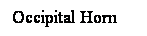 Cuadro de texto: Occipital Horn
